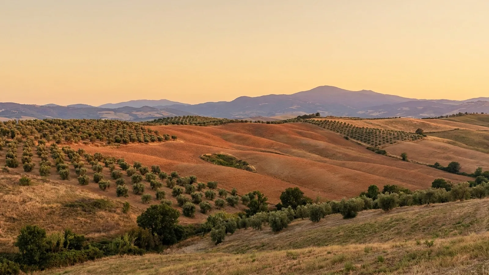 Serene Andalusian landscape with olive groves and distant mountains